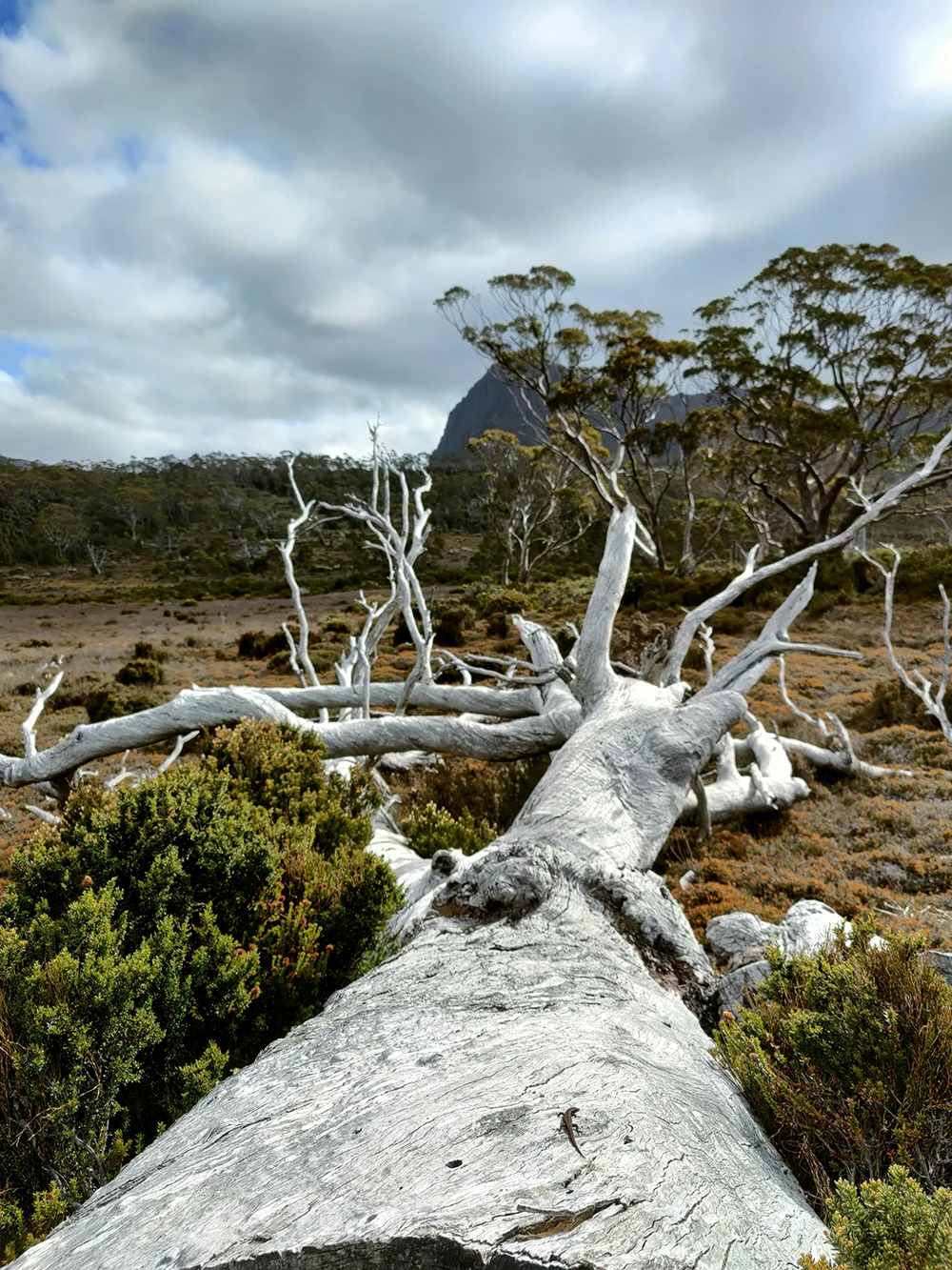 Empty_Cradle_Australia_Childlessness_Counselling_401_